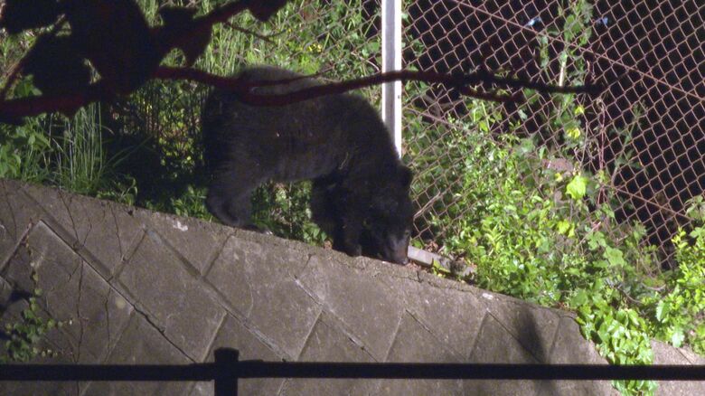 ハチミツをなめるクマ