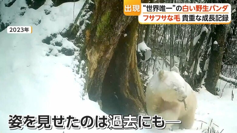 野生の環境で育っていると考えられている白いオスのパンダ