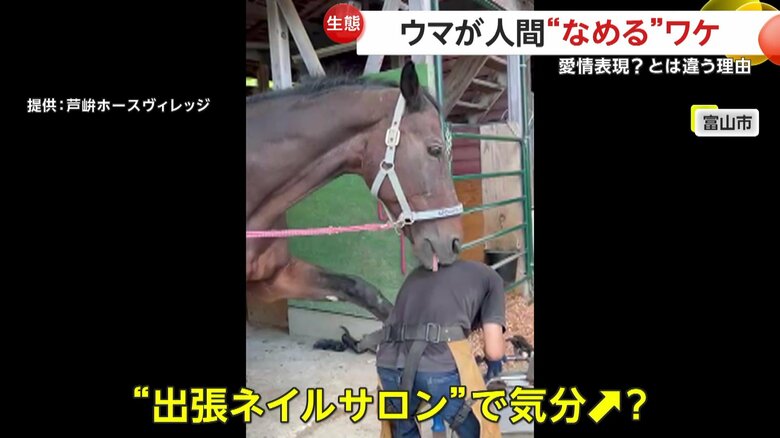 ひづめの手入れをする装蹄師の背中をなめている馬