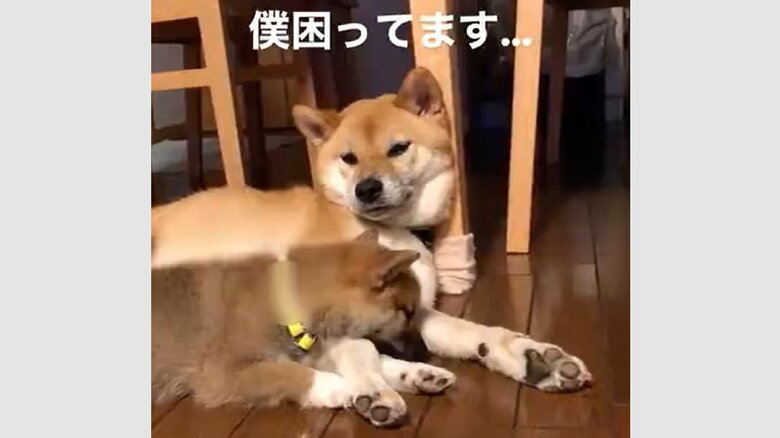 わさびくんのそばですやすやと眠る、もずくくん