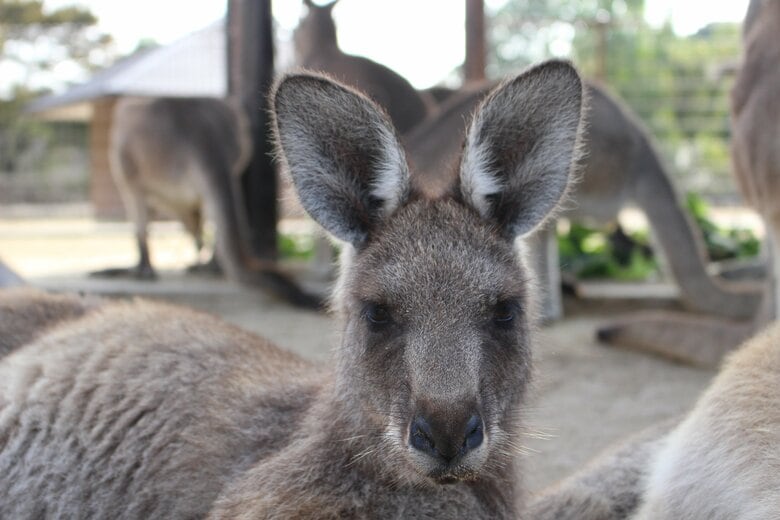 おでこの広いラナップちゃん