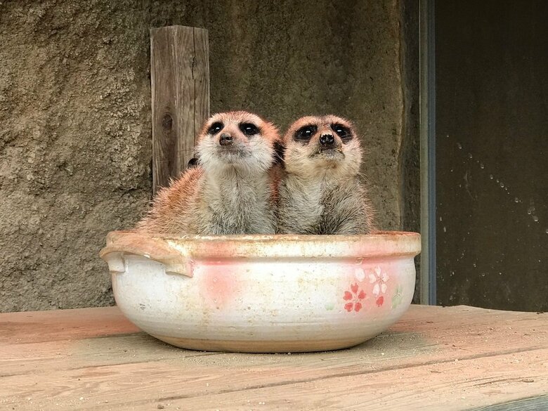 2匹で寄り添って土鍋に入っている（提供：九十九島動植物園森きらら）