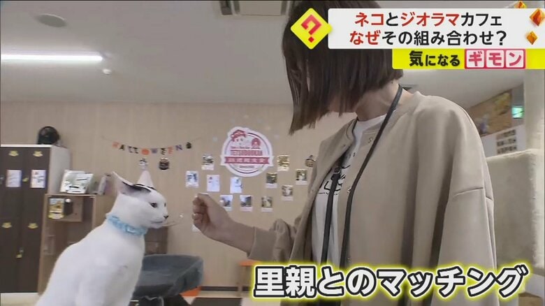 ネコと遊ぶカフェの客。カフェでは里親とのマッチングも行っている