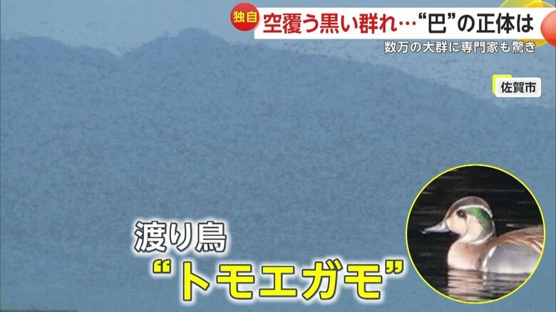 顔に巴型の模様が見えることから 『トモエガモ』 と名付けられた渡り鳥