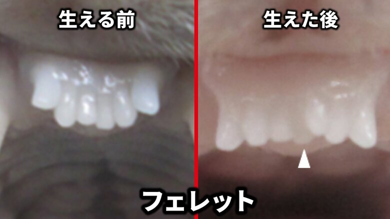 「歯生え薬治験開始」フェレットにおける第3生歯「生える前」と「生えた後」