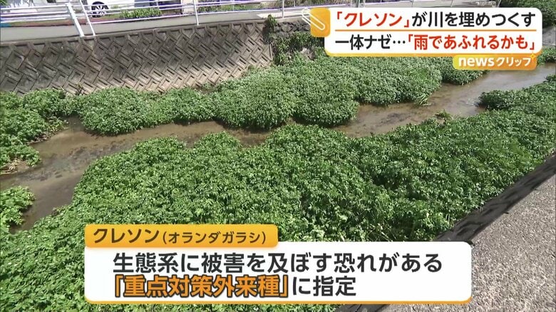 川に流れ込んだ生活用水が栄養となり、大繁殖した可能性があるというクレソン