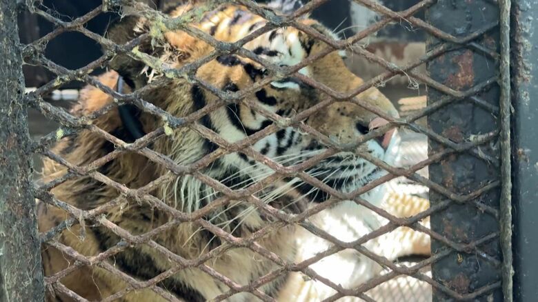 振り回される動物たち（撮影：視聴者）