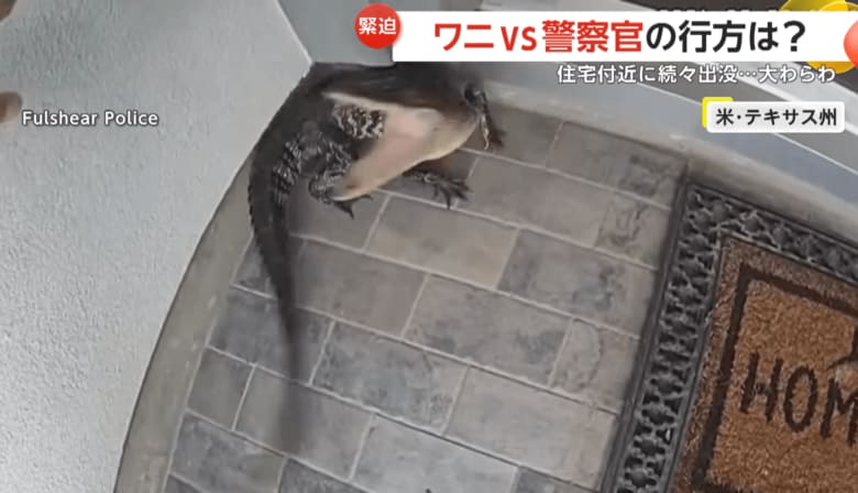 隙あらば、噛み付こうとしていたワニ
