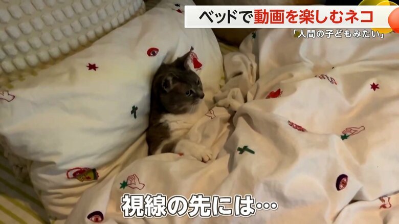 枕を背もたれにして布団をかぶり、真剣なまなざしで何かを見つめているメグちゃん