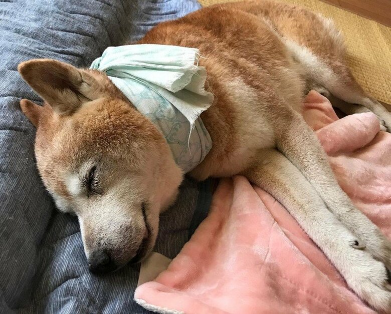 気持ちよさそうに寝ている