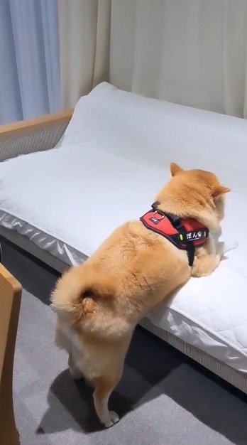 違う日も実家では甘えるぼんちゃん（提供：natsumi.nnnさん）