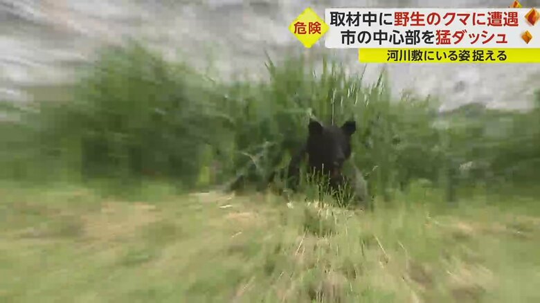 草の陰から姿を現したクマ