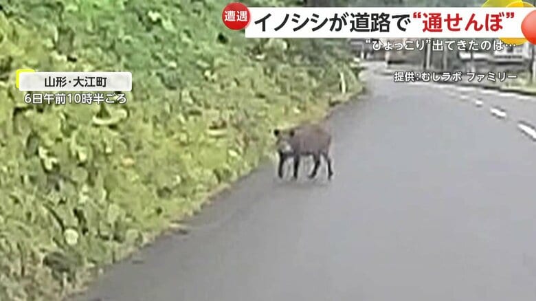 しっぽを左右に振りながら運転席の方へ近寄ってくるイノシシ