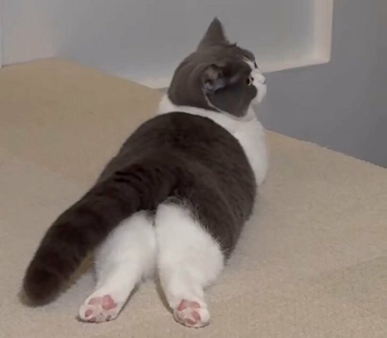 飼い主さんいわく「おもちの脚は最強の脚」