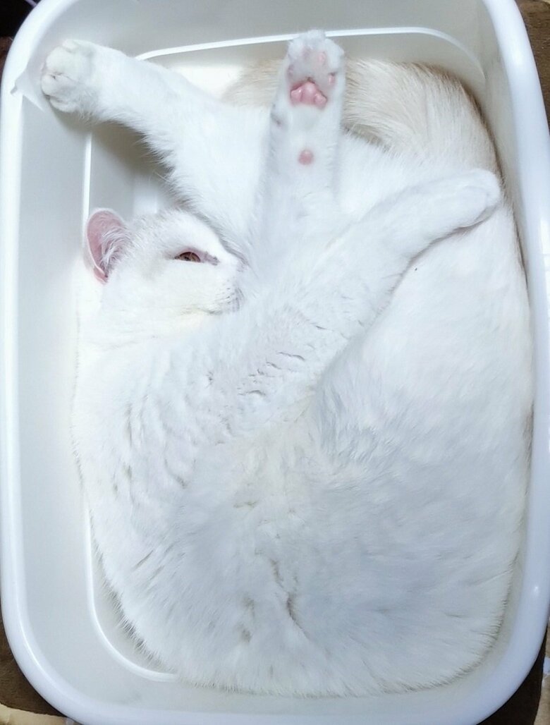 使っていない猫トイレにもすっぽり