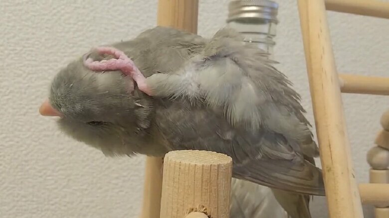 翼の上をまたぐように足を持ってきている