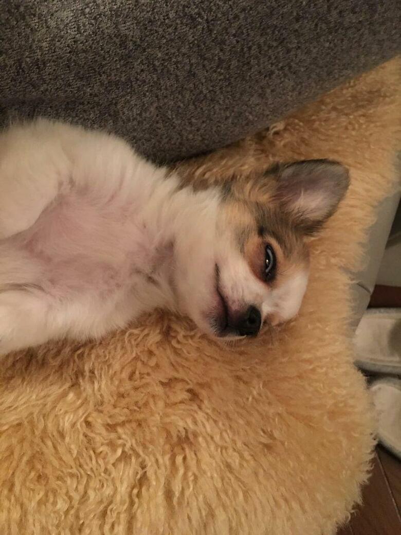 提供：SORA/ちわわさん