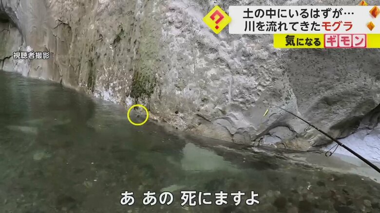 川を必死で泳ぐモグラ