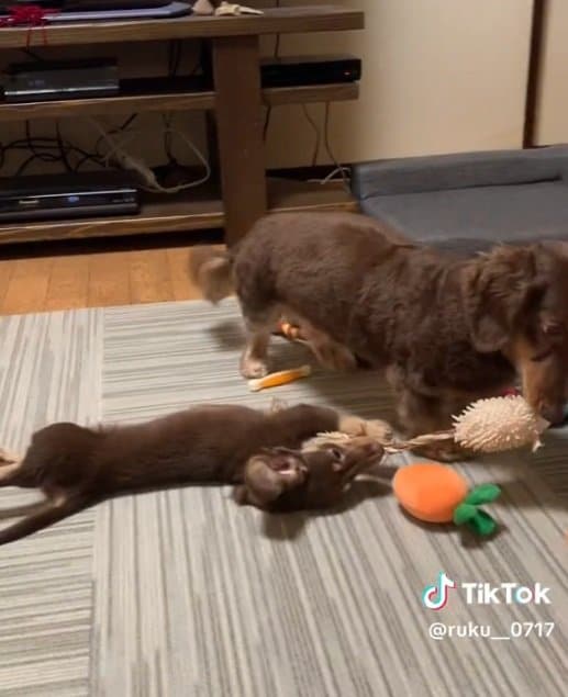 ズルズルと運ばれていくルクちゃん