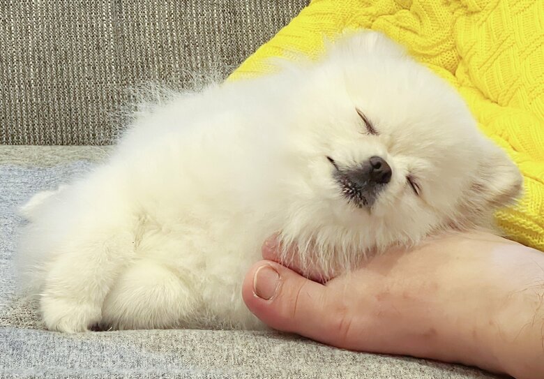 提供：ちまき&こめた＆うにさん