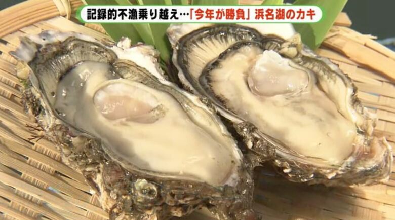 プリッと感がうりの浜名湖カキ