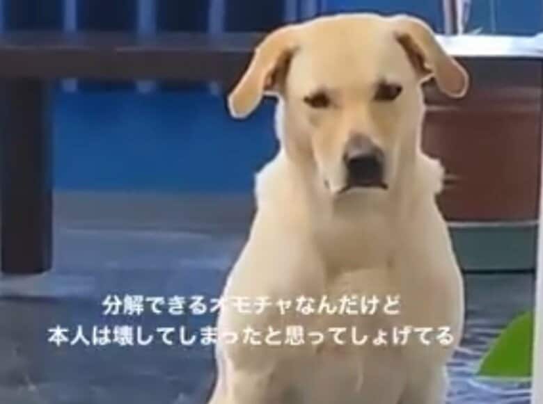 （提供：ラブラドール ルナさん）