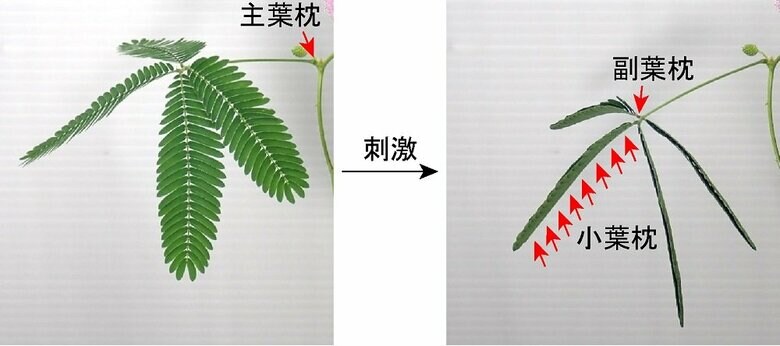 オジギソウ3種類の葉沈（画像提供：埼玉大学　豊田正嗣教授）