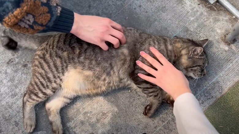 看板猫として有名に