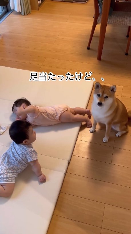 提供：柴犬　むぎさん