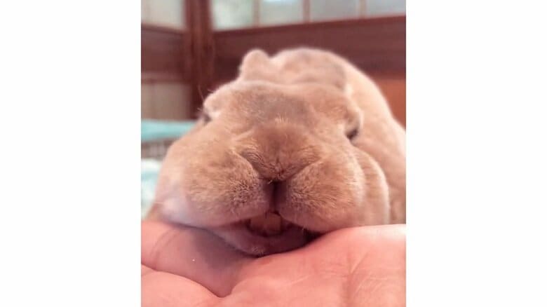 なでられた後に歯ぎしりして喜ぶテンテンちゃん