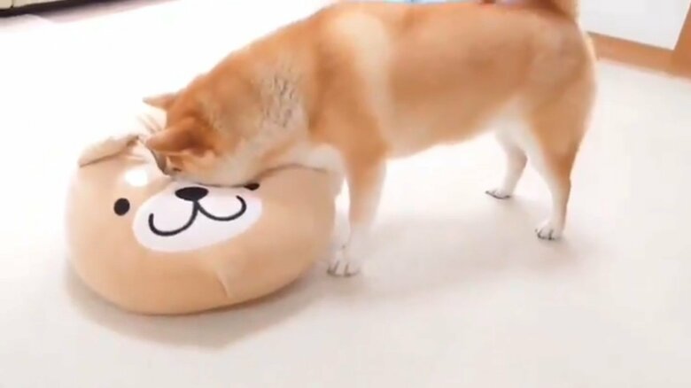 柴犬クッションの感触をチェック中