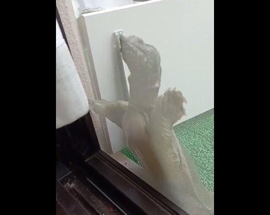 こちらは2022年5月のさんちゃん。網戸を開けられず困っている様子…