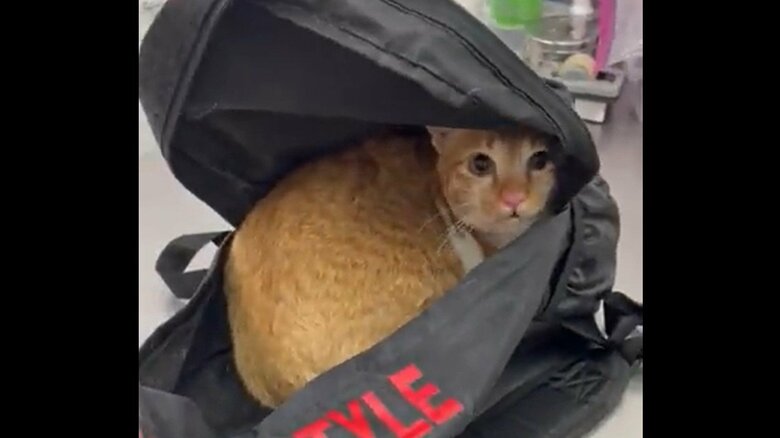 診察台での様子その5。頑張ったもちくんだった