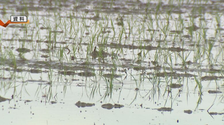 一般的な水稲栽培