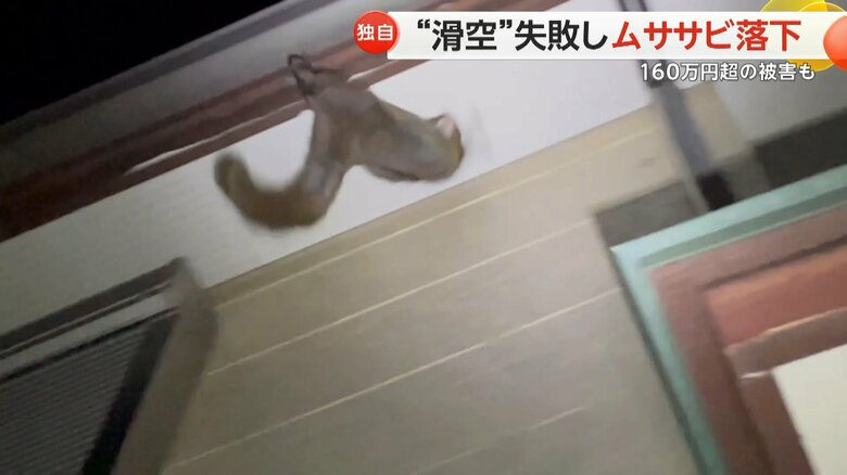 ムササビが、ジャンプしようとして軒裏に頭をぶつけ、そのまま落下する様子⑤