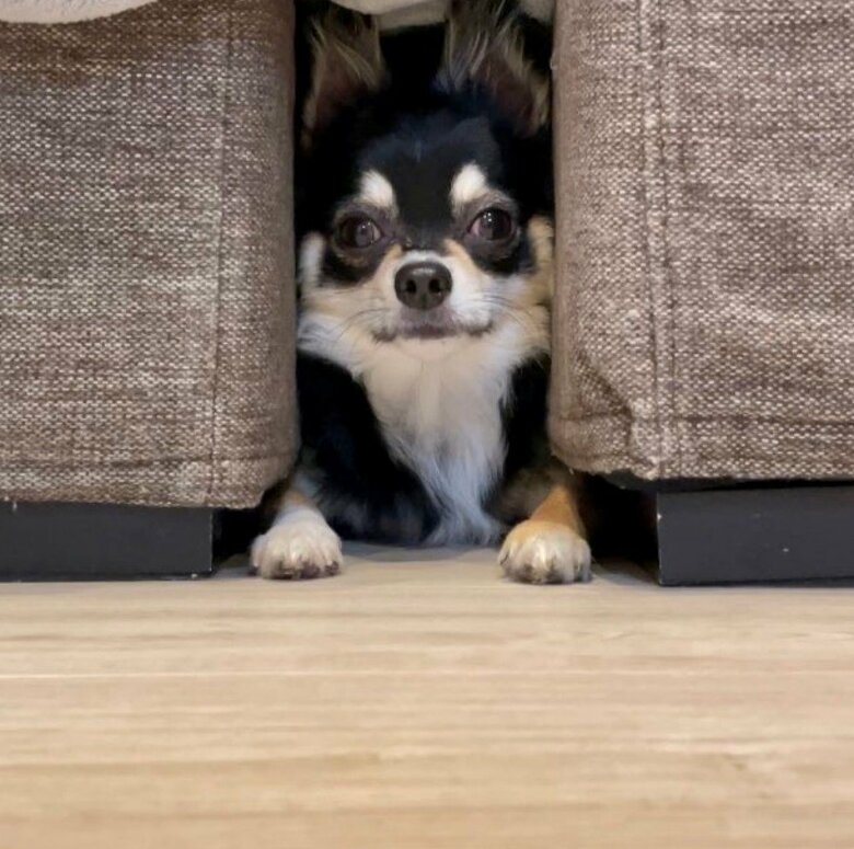 丁度良く挟まってます（提供：チワワのごまじろーさん）