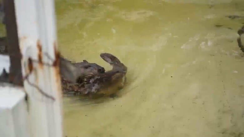 画像提供：甲府市遊亀公園附属動物園