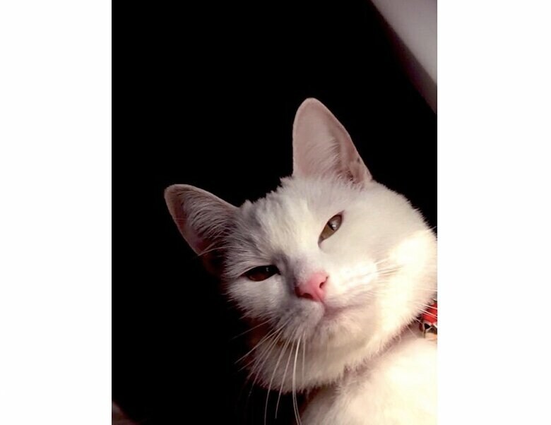 悪い顔（提供：絵子猫さん）