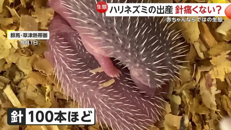 赤ちゃんでも背中の針は100本ほどあるというハリネズミ