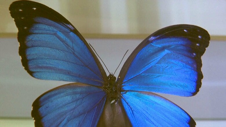 モルフォチョウ