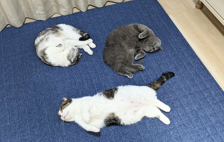 ホットカーペットの上の3匹