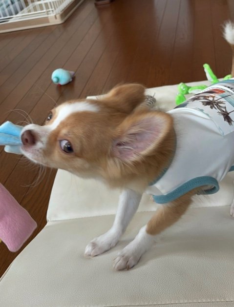 提供：ふくのすけさん