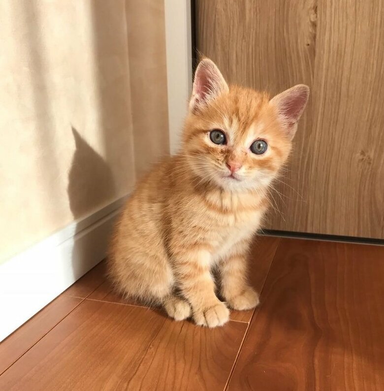 家にやってきたばかりのみたらしくん