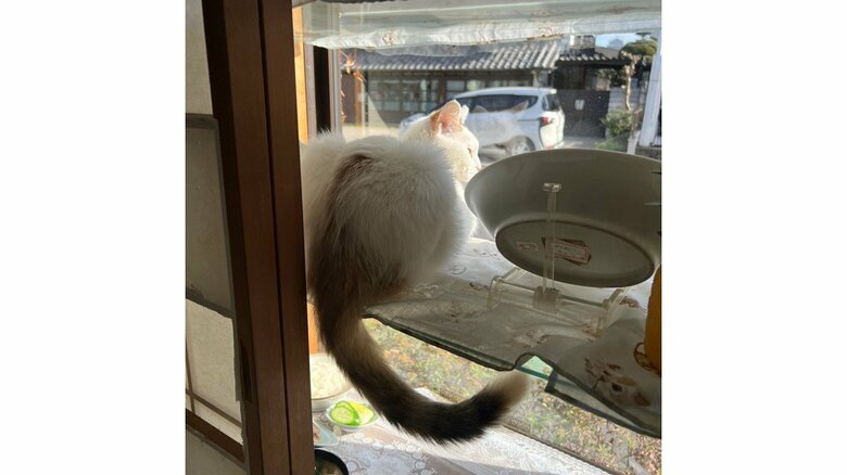 コンちゃんの後ろ姿