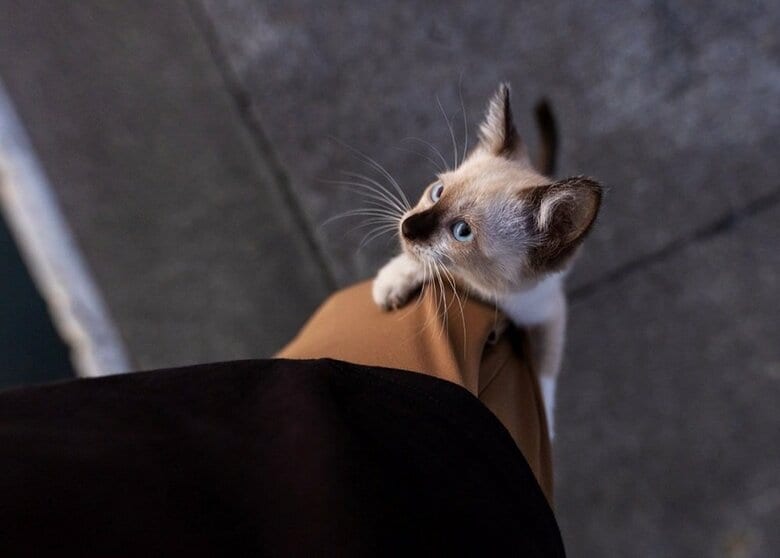 ポケット付近までのぼり、様子をうかがってきていたという