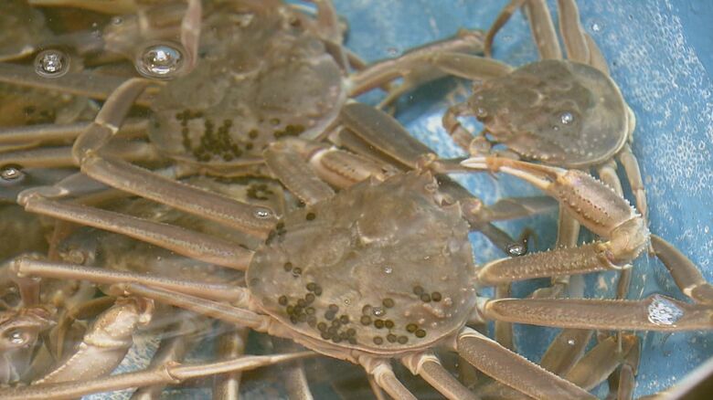 鮮度もよく、仕入れ値も例年より安い松葉がに