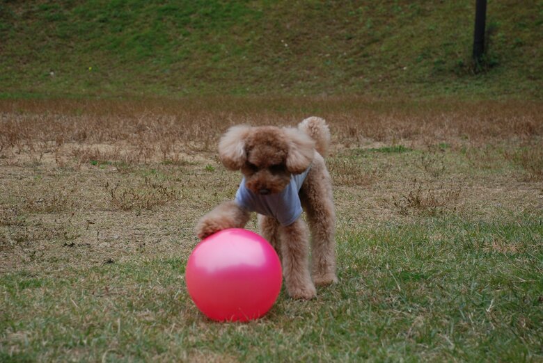 3歳の頃には“玉転がし”ができるようになっていた