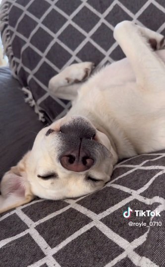 リラックスモードのロイルくん