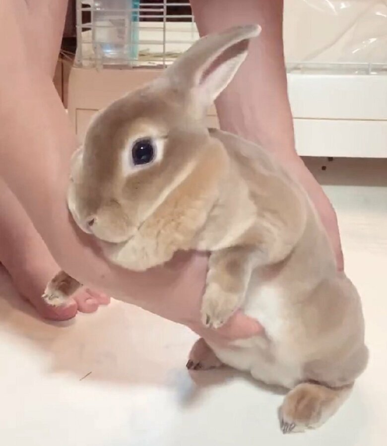 上半身が浮いた状態でおなかをなでなで