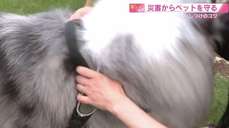 日頃から、呼び戻したら首輪をつかむ習慣を